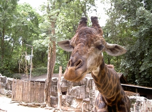 Thailand - Chiang mai zoo mei 2009 (132)