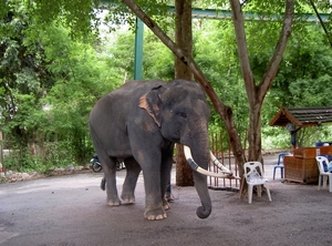 Thailand - Chiang mai zoo mei 2009 (137)