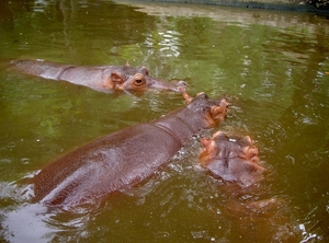 Thailand - Chiang mai zoo mei 2009 (147)