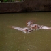 Thailand - Chiang mai zoo mei 2009 (148)