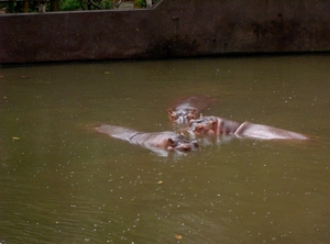 Thailand - Chiang mai zoo mei 2009 (148)