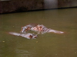 Thailand - Chiang mai zoo mei 2009 (149)