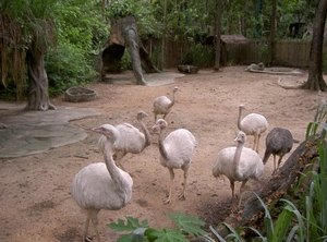 Thailand - Chiang mai zoo mei 2009 (150)