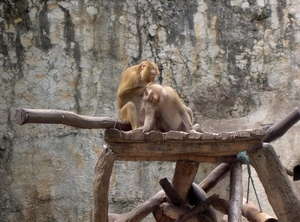 Thailand - Chiang mai zoo mei 2009 (154)