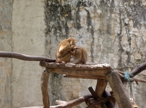 Thailand - Chiang mai zoo mei 2009 (156)