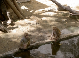 Thailand - Chiang mai zoo mei 2009 (157)