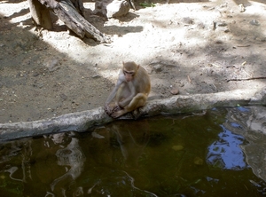 Thailand - Chiang mai zoo mei 2009 (158)