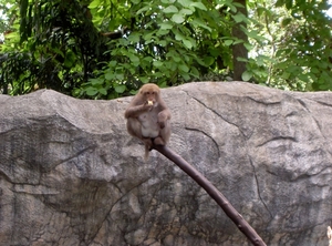 Thailand - Chiang mai zoo mei 2009 (160)