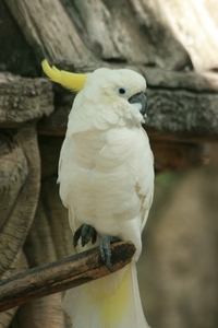 Thailand - Chiang mai zoo mei 2009 (162)