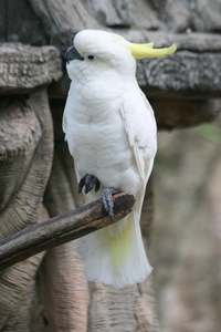 Thailand - Chiang mai zoo mei 2009 (163)