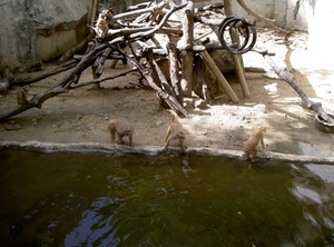 Thailand - Chiang mai zoo mei 2009 (164)