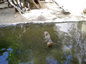 Thailand - Chiang mai zoo mei 2009 (168)