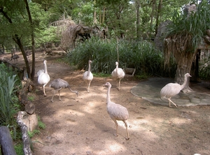 Thailand - Chiang mai zoo mei 2009 (170)