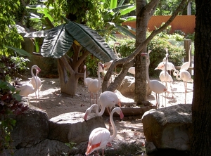 Thailand - Chiang mai zoo mei 2009 (172)