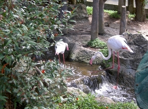 Thailand - Chiang mai zoo mei 2009 (173)