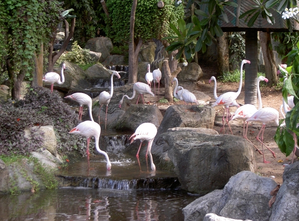 Thailand - Chiang mai zoo mei 2009 (175)