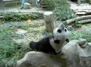 Thailand - Chiang mai zoo mei 2009 (91)