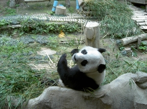 Thailand - Chiang mai zoo mei 2009 (92)