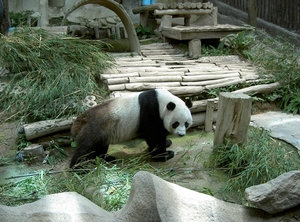 Thailand - Chiang mai zoo mei 2009 (95)