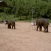 Thailand - Chiang mai- elephant show in Elephant nature park mei