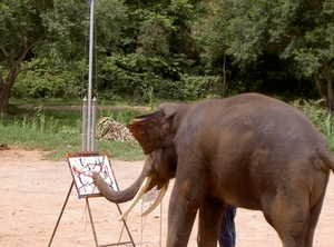 Thailand - Chiang mai- elephant show in Elephant nature park mei