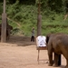 Thailand - Chiang mai- elephant show in Elephant nature park mei