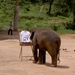 Thailand - Chiang mai- elephant show in Elephant nature park mei