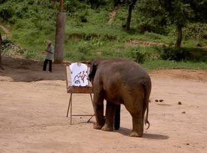 Thailand - Chiang mai- elephant show in Elephant nature park mei