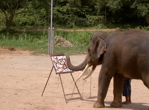 Thailand - Chiang mai- elephant show in Elephant nature park mei