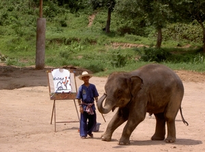 Thailand - Chiang mai- elephant show in Elephant nature park mei