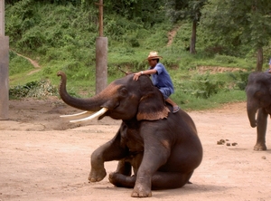 Thailand - Chiang mai- elephant show in Elephant nature park mei