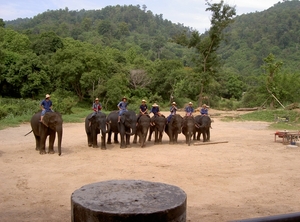 Thailand - Chiang mai- elephant show in Elephant nature park mei