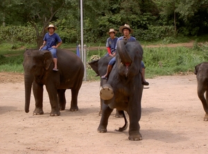 Thailand - Chiang mai- elephant show in Elephant nature park mei