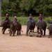 Thailand - Chiang mai- elephant show in Elephant nature park mei