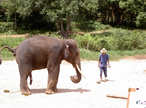Thailand - Chiang mai- elephant show in Elephant nature park mei
