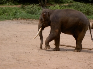 Thailand - Chiang mai- elephant show in Elephant nature park mei