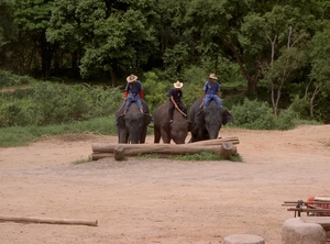 Thailand - Chiang mai- elephant show in Elephant nature park mei