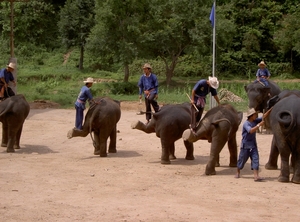 Thailand - Chiang mai- elephant show in Elephant nature park mei