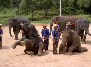 Thailand - Chiang mai- elephant show in Elephant nature park mei