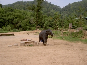 Thailand - Chiang mai- elephant show in Elephant nature park mei