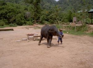 Thailand - Chiang mai- elephant show in Elephant nature park mei