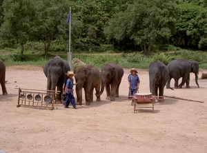 Thailand - Chiang mai- elephant show in Elephant nature park mei