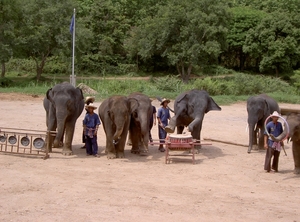 Thailand - Chiang mai- elephant show in Elephant nature park mei