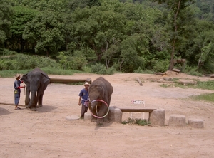 Thailand - Chiang mai- elephant show in Elephant nature park mei