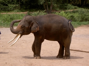 Thailand - Chiang mai- elephant show in Elephant nature park mei