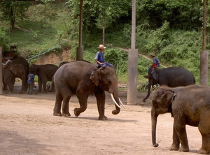 Thailand - Chiang mai- elephant show in Elephant nature park mei