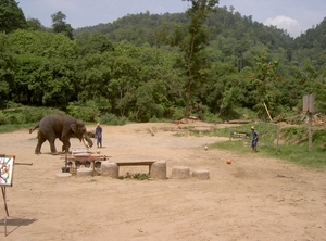 Thailand - Chiang mai- elephant show in Elephant nature park mei