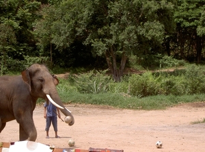 Thailand - Chiang mai- elephant show in Elephant nature park mei