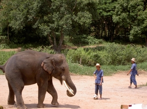 Thailand - Chiang mai- elephant show in Elephant nature park mei