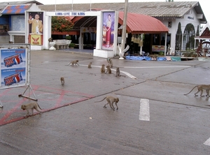 Thailand - Hua Hin Monkey Island mei 2009 (1)